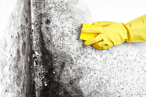 Best White Mold Remediation in Marquette Heights, IL