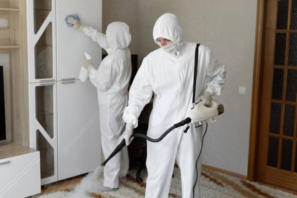 Best Black Mold Remediation in Marquette Heights, IL
