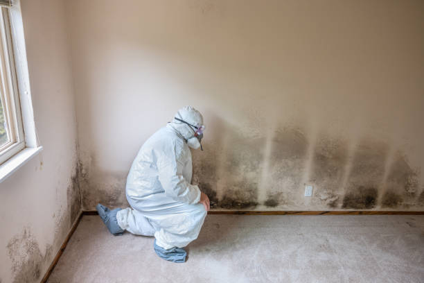 Best Post-Flood Mold Remediation in Marquette Heights, IL