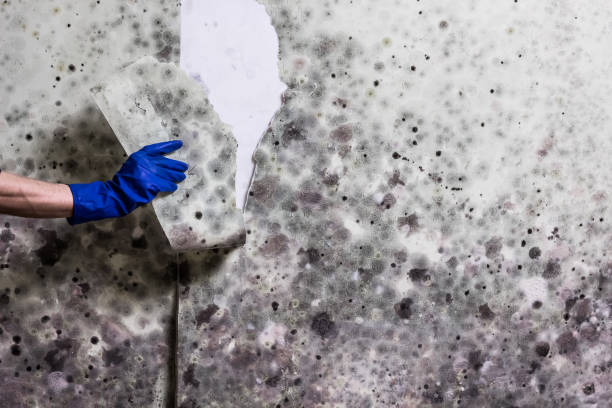 Best Residential Mold Remediation in Marquette Heights, IL