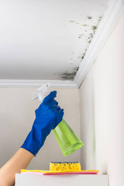 Best Basement Mold Remediation in Marquette Heights, IL